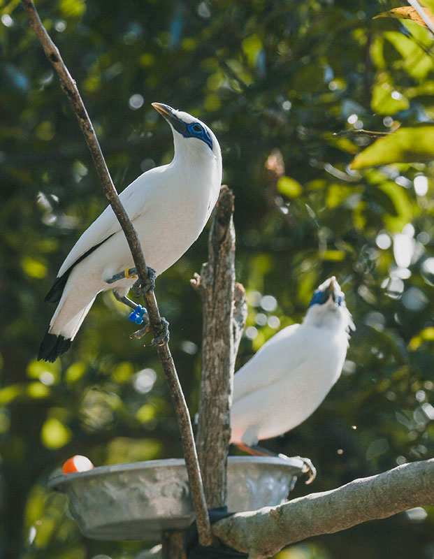 A New Formula for Bali Starling Release