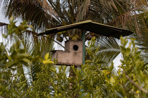 A Snake-Proof Nest Box Pole for the Released Birds