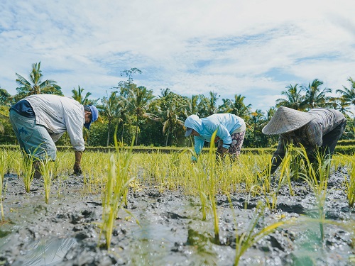 Weeding Begawan’s Regenerative Rice Fields
