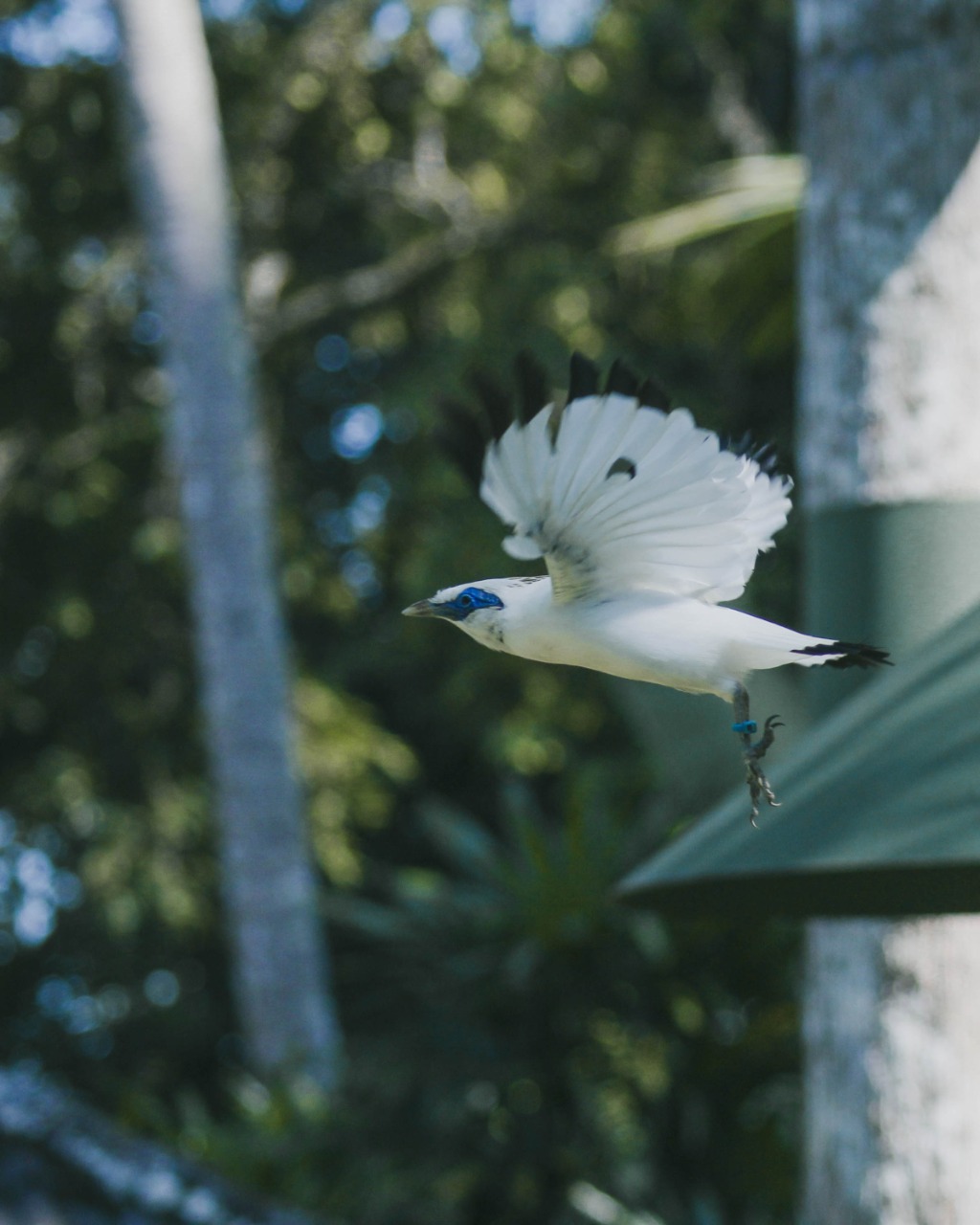 What to do prior to a Bali Starling Release