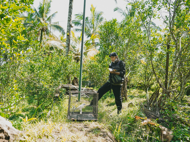 Veterinarian regularly monitors the Bali Starlings