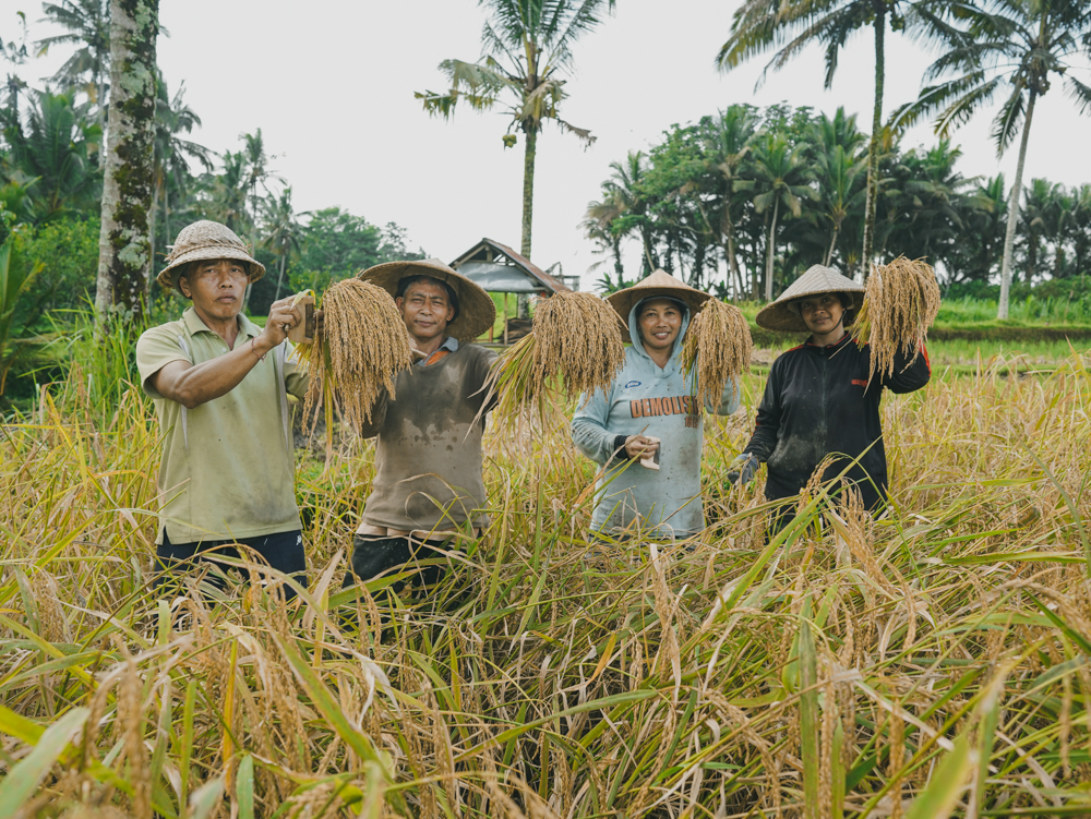 The First Harvest of Balinese Heritage Mansur Rice
