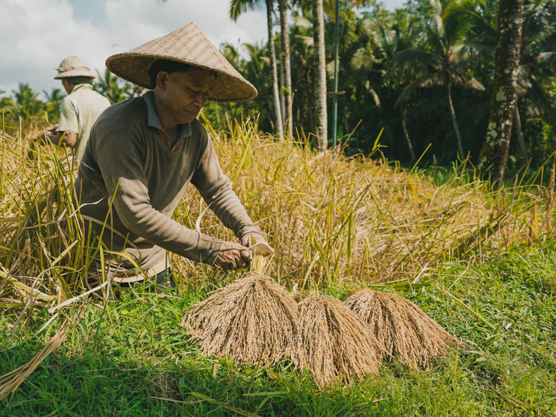 Begawan farmer is tying the rice harvest