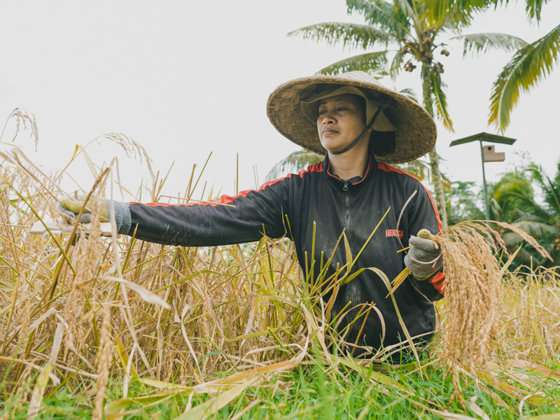 Begawan Farmer harvest rice from the field