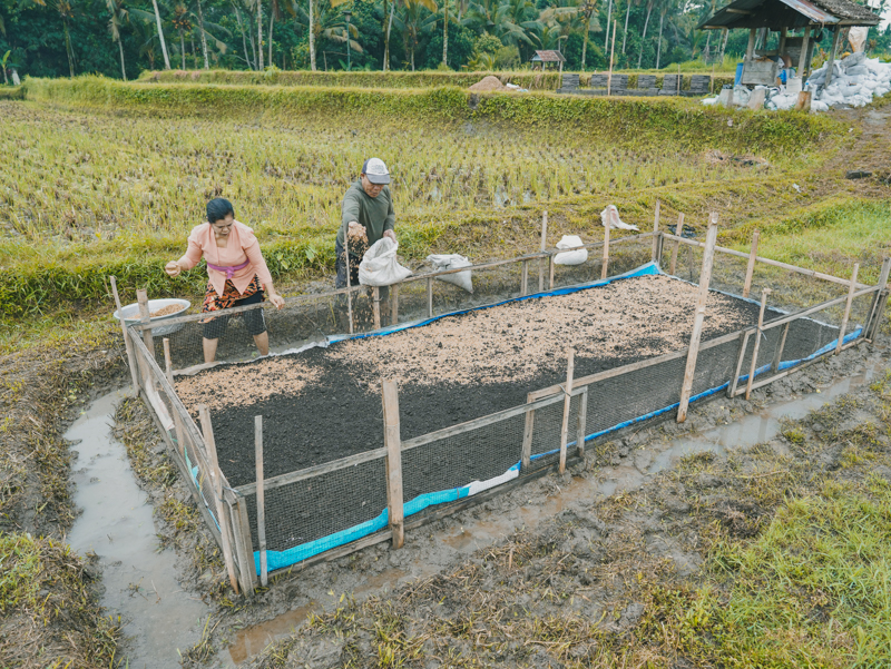 Farmer creating a root barrier or layer using a tarp to prevent the seedlings’ roots from going deep into the mud