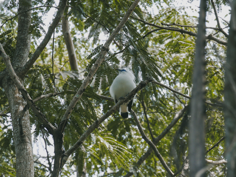 Bali Starling After the Release