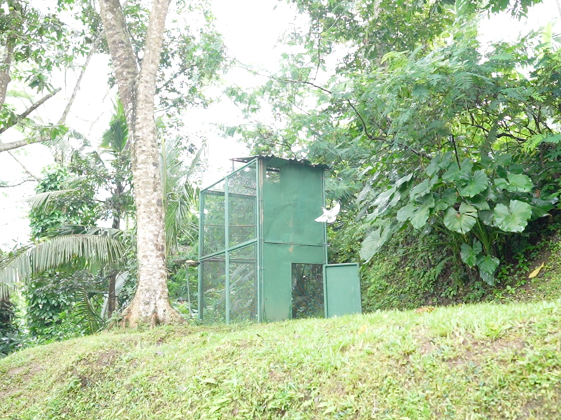 Begawan's Habituation Enclosure
