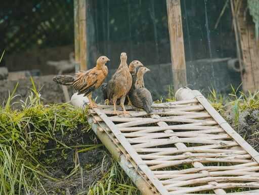 Chicks on the Begawan's Poultry