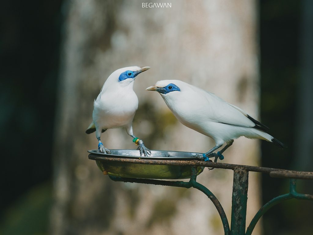 Pair of Bali Starling, King and Queen, are eating