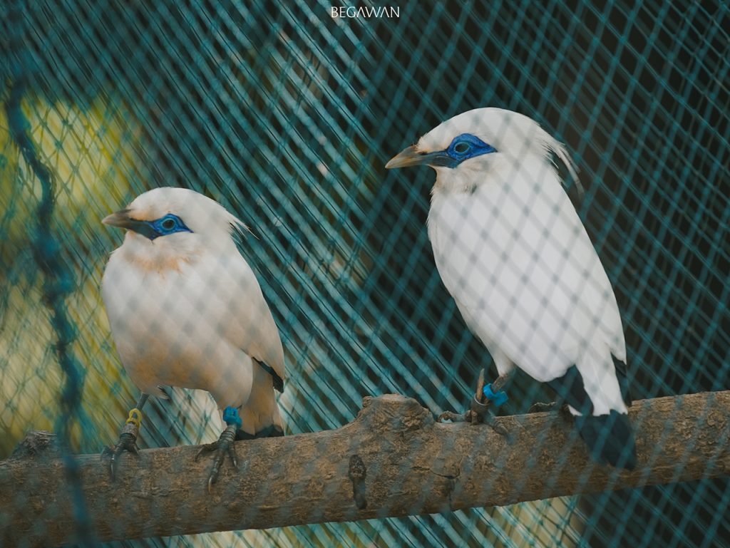 Bali Starlings, After about 3 months of adaptation inside the habituation enclosure.