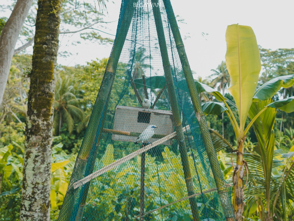 Habituation enclosure installation in the rice field area in Bayad