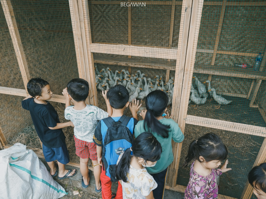 Students observing our Peking ducks