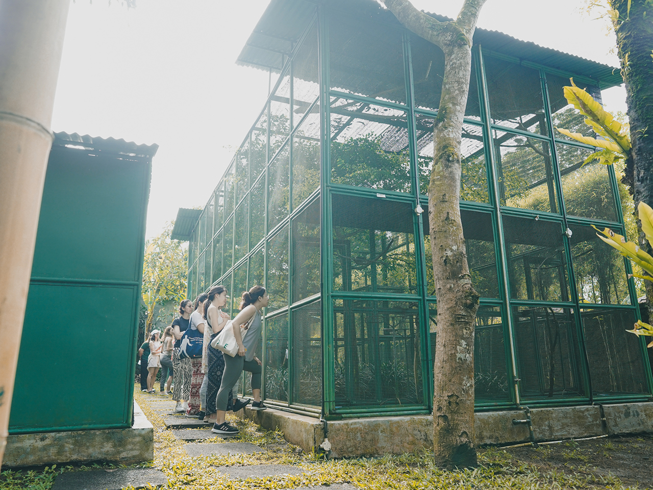 guests observing Bali Starlings' socialisation enclosure