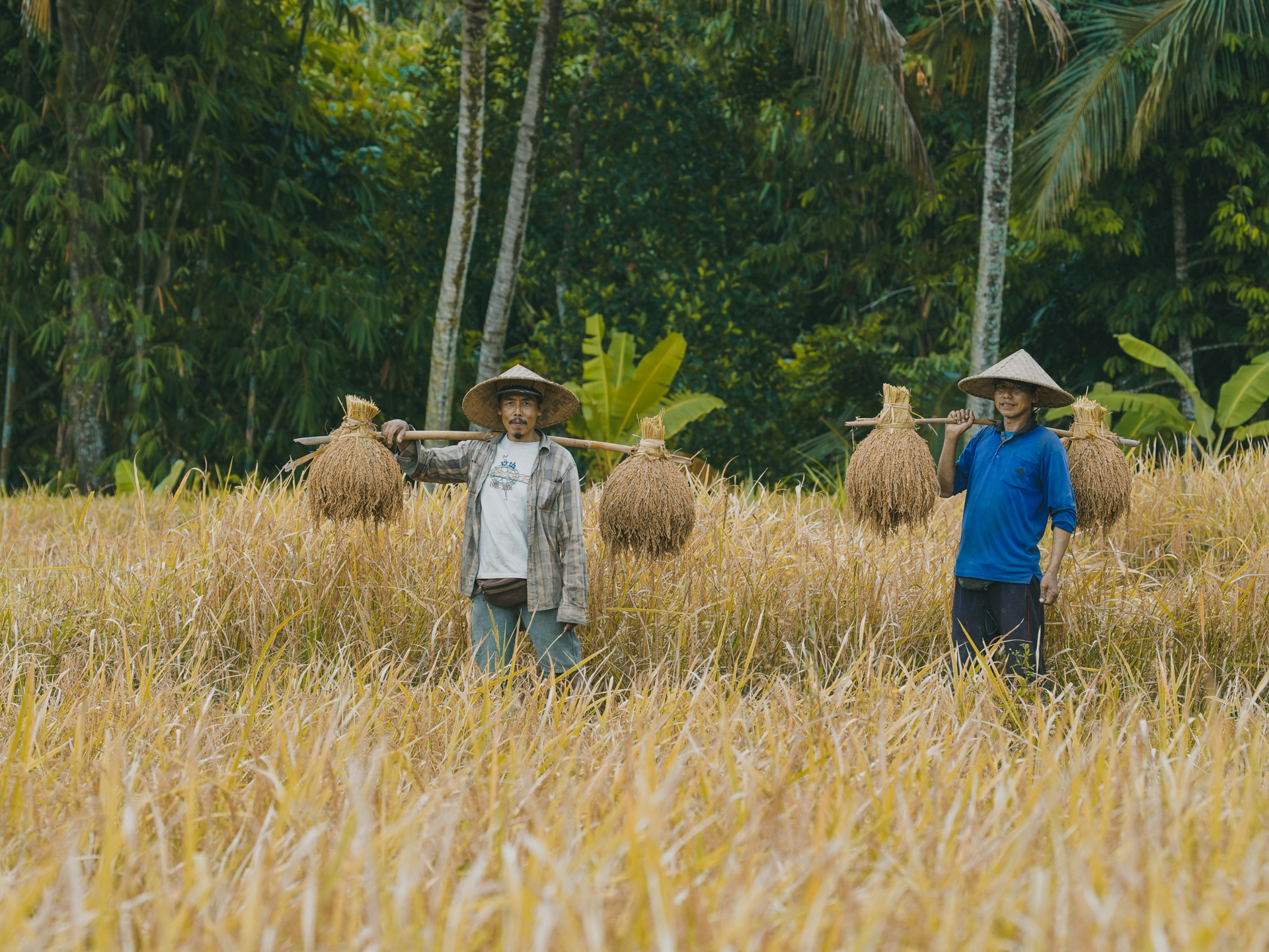 Begawan’s Mansur Heritage Rice: Cultivating Tradition, Sustainability, and Community